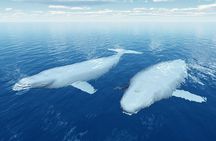 Beluga Point Adventure with Wildlife Refuge Walk