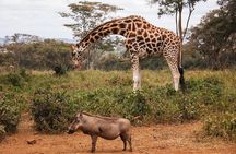  1Day Tour Nairobi Park ,Giraffe Center,karen Blixxen Guided tour