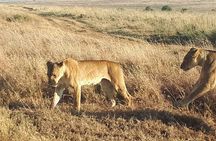  1Day Tour Nairobi Park ,Giraffe Center,karen Blixxen Guided tour