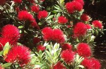 Private Auckland Wine & Dine Matakana Country & Cuisine