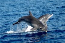 Alghero - Dolphin Watching and Guided Snorkeling (summer tour)