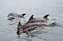 Alghero - Dolphin Watching (Spring & Autumn Tour)