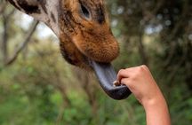 Giraffe Centre and David Sheldrick Half Day Tour