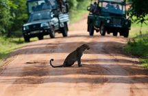 Yala National Park (Day Tour)