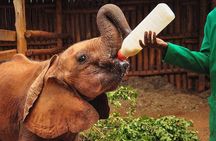 Giraffe Centre and David Sheldrick Half Day Tour