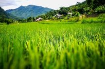 One Way Tour Dalat to Nha Trang or Nha Trang to Dalat 