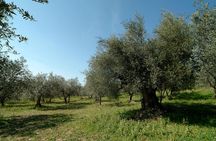 Apprentice Olive Oil taster for a day!
