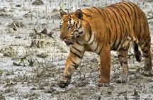 Sariska Tiger Reserve Tour Of India