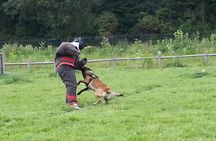 stag dog chase Krakow prank