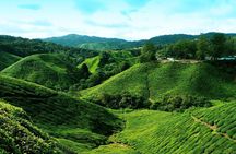 Full Day Cameron Highlands Nature Tour