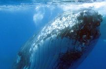 Spirit of Hervey Bay Whale Watching Cruise