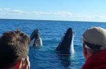 Spirit of Hervey Bay Whale Watching Cruise