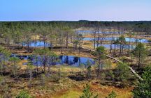 Tallinn Old Town Tour combined with Bog Walk