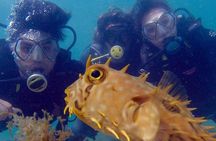 Private Program for Accredited Diver in Búzios