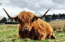 Edinburgh City Centre Private and Personal Half Day Driving Tour