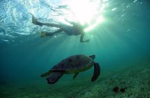 Akumal Turtles, Snorkel Tour from Cancun or Riviera Maya