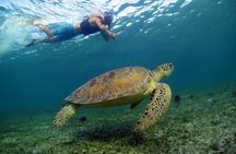 Akumal Turtles, Snorkel Tour from Cancun or Riviera Maya
