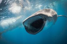 Whale Shark Adventure