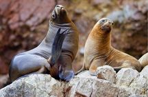 Ballestas Islands, Paracas Reserve & Skulls Museum Private Tour