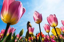 From Amsterdam: Keukenhof + Tulip Experience Tour