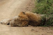 The Best of Zululand's Big 5 reserves - For the Discerning guest