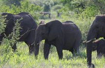 The Best of Zululand's Big 5 reserves - For the Discerning guest