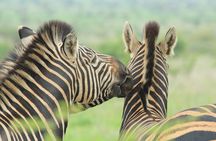 The Best of Zululand's Big 5 reserves - For the Discerning guest