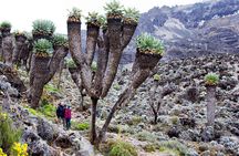 Climb Mount Kilimanjaro: 7 Days Machame Route