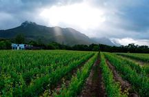 Vine Hopper: Hop-On Hop-Off Wine Tour - Eastern Route