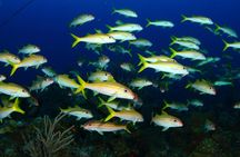PADI Discover Scuba Diving and Day Pass in Freeport