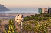 Helderberg Valley Winelands Day Tour with Private Transfer