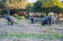 1 Day group tour-Ruaha National park