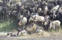 Great Migration Safari In Tanzania