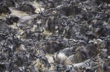 Great Migration Safari In Tanzania