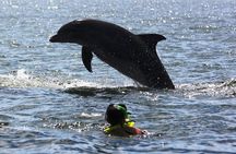 Wild dolphins encounter & snorkeling 