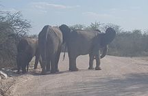 3 Days Safaris in Etosha | Guided Lodge
