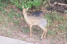 3 Days Safaris in Etosha | Guided Lodge