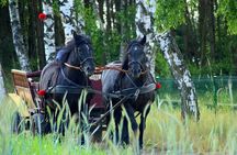 Vinyard Tour By Horse & Carriage With Delicious Tasting - Umbria