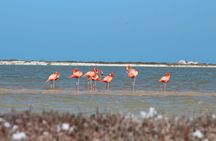 Private Rio Lagartos Flamingo and pink lakes