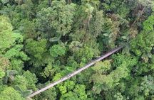 Arenal volcano, hanging bridges and sloth encounter tour.