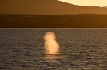 Magical Whales in the Midnight Sun | from Reykjavik