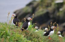 Classic Puffin Watching Cruise from Downtown Reykjavík