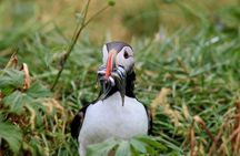 Classic Puffin Watching Cruise from Downtown Reykjavík