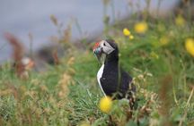 Classic Puffin Watching Cruise from Downtown Reykjavík