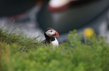 Reykjavik Premium Puffin tour | Close Up and Personal
