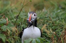 Reykjavik Premium Puffin tour | Close Up and Personal