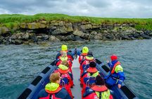 Reykjavik Premium Puffin tour | Close Up and Personal