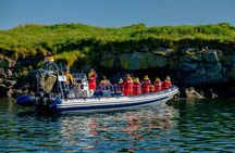 Reykjavik Premium Puffin tour | Close Up and Personal