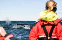 Akureyri Express Whale Watching by RIB boat