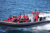 Akureyri Express Whale Watching by RIB boat